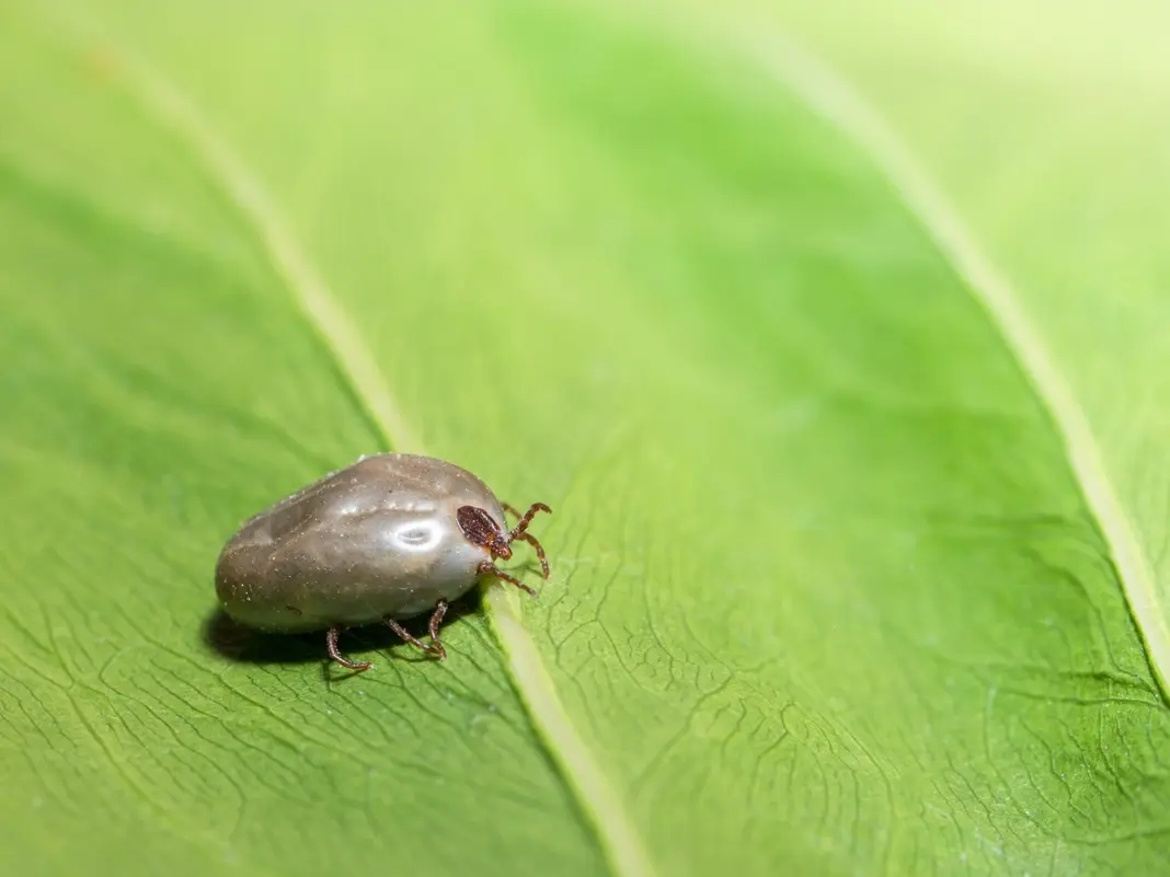 Featured image for Invasive Asian Tick Species Rapidly Spreading Across US and PA