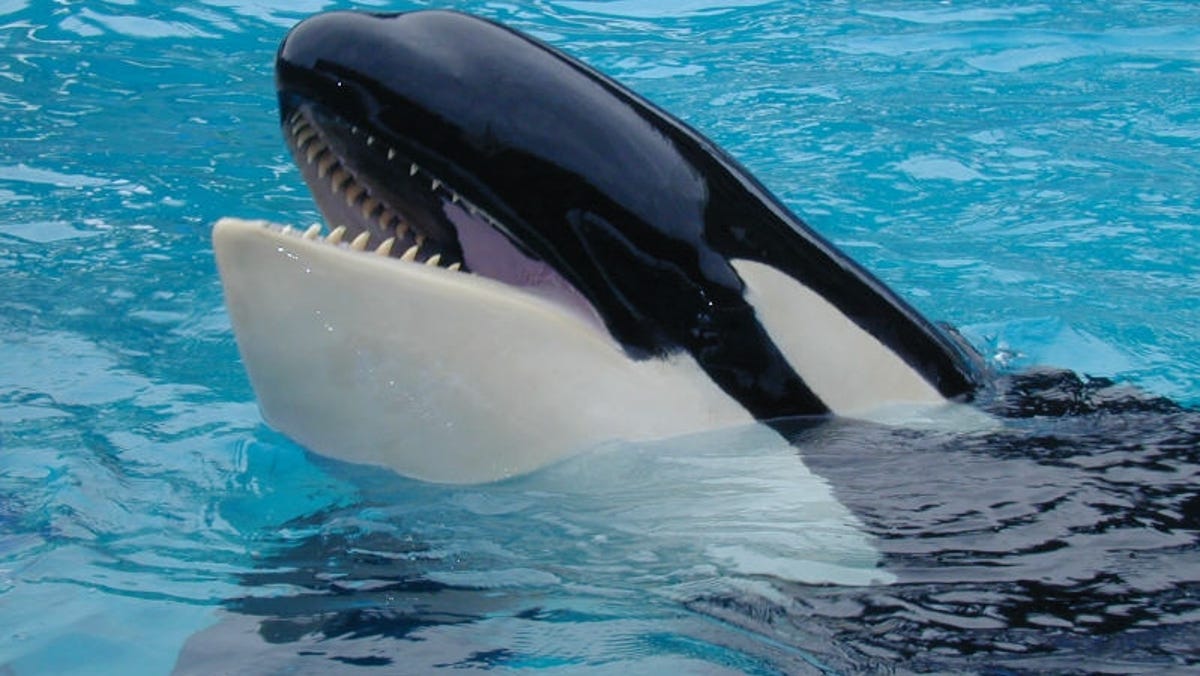 Featured image for Victory for Animal Advocates: Lolita the Killer Whale to be Freed from Florida Aquarium