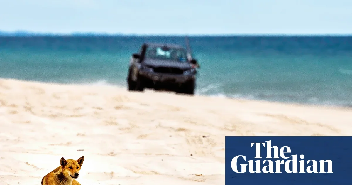 Fraser Island's dingo dilemma tests coexistence with tourists after a backpacker's death