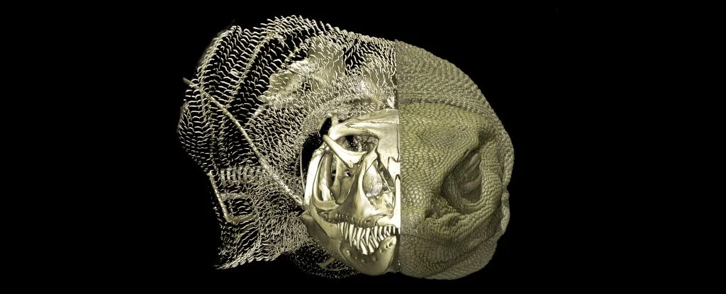 Featured image for Researchers Discover Widespread Hidden Bone Armor in Australian Lizards