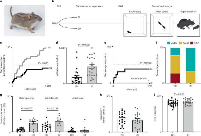 Environment tunes male caregiving via Agouti signaling in the hypothalamus