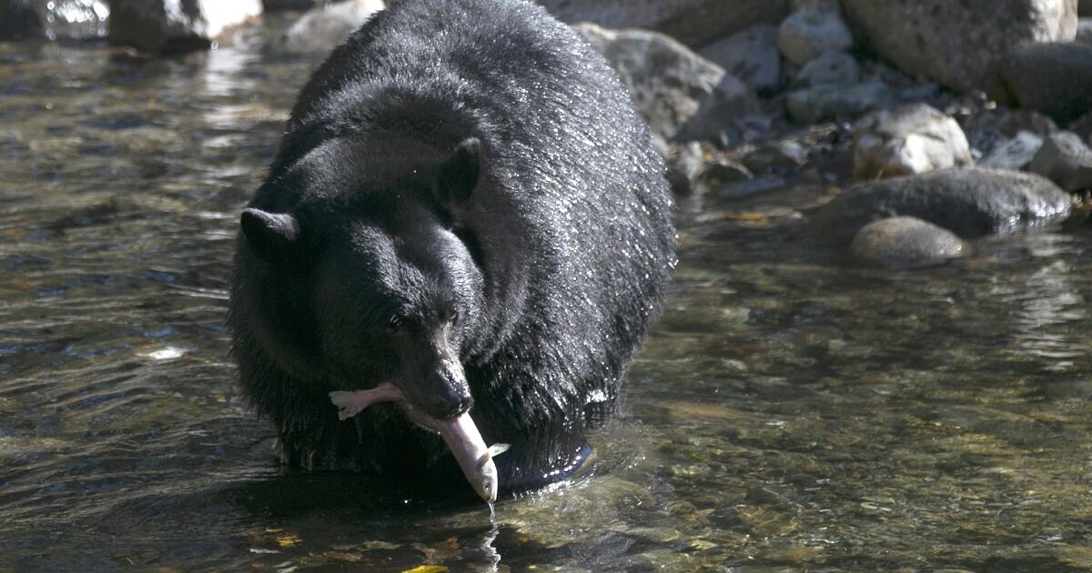 Featured image for California Records First Fatal Black Bear Attack
