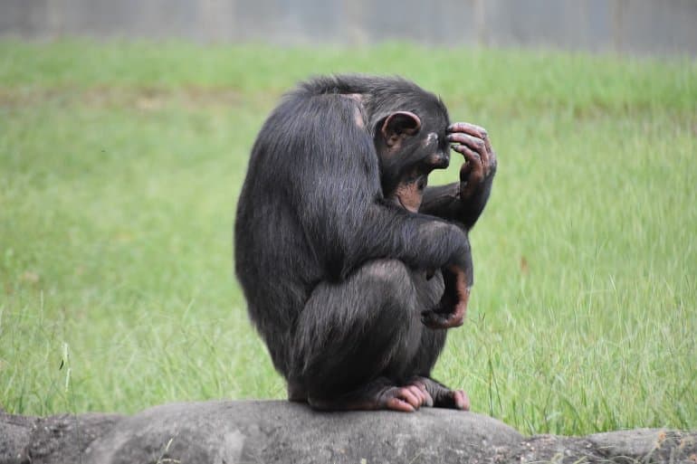 Featured image for "Surprising Study Reveals Monkeys' Impressive Decision-Making Skills"