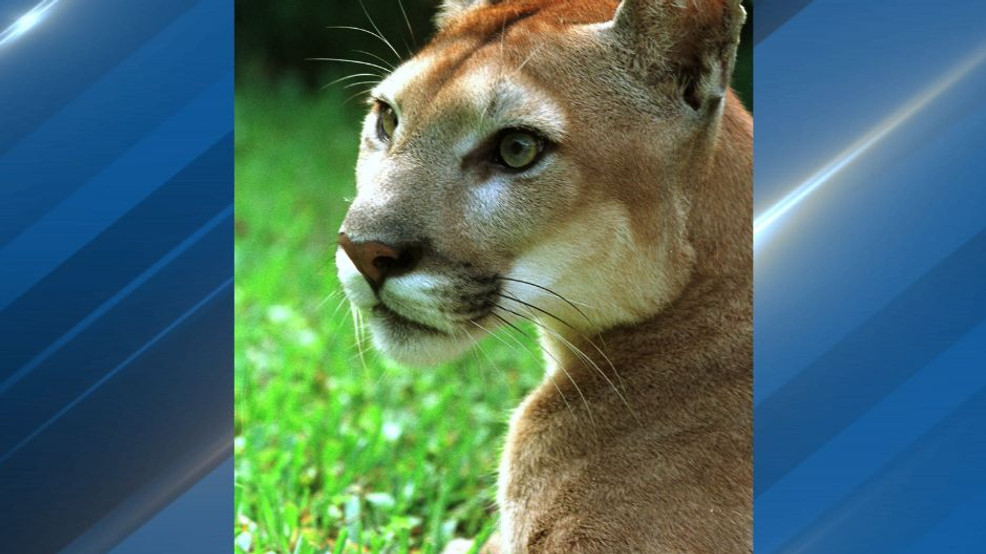 Featured image for "Cougar Attacks Injure 5 Cyclists Near Fall City Trail"