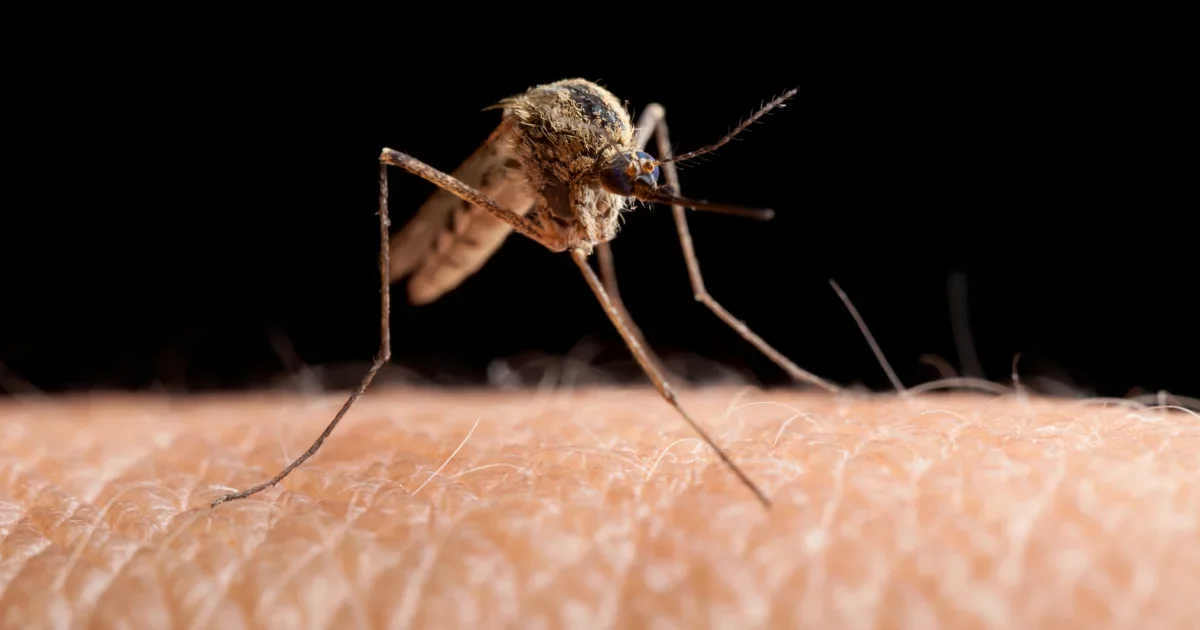 CDC Warns: Insecticide Resistance Threatens West Nile Virus Control