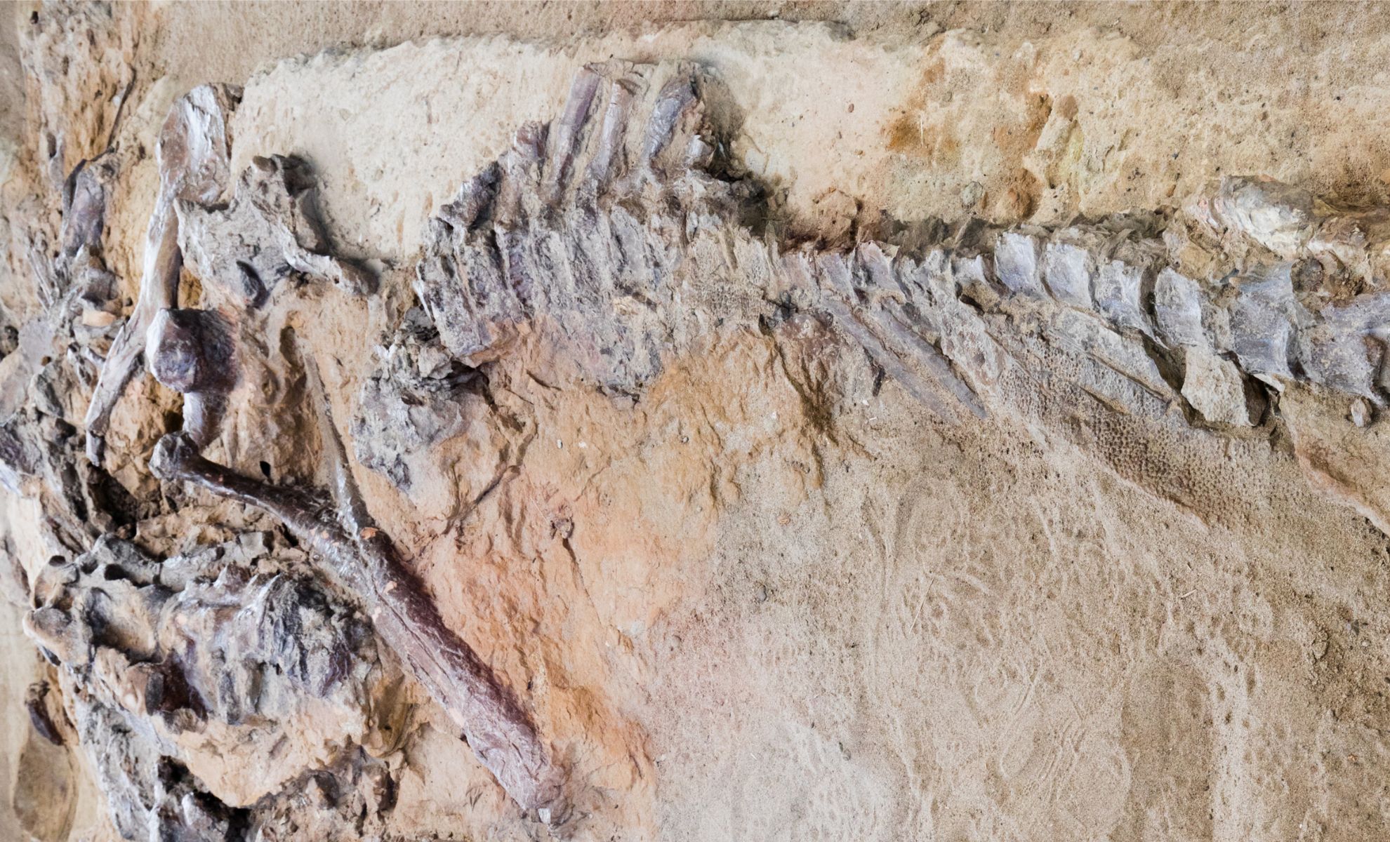 Featured image for New Moroccan Dinosaur Discovery May Rewrite Cretaceous History