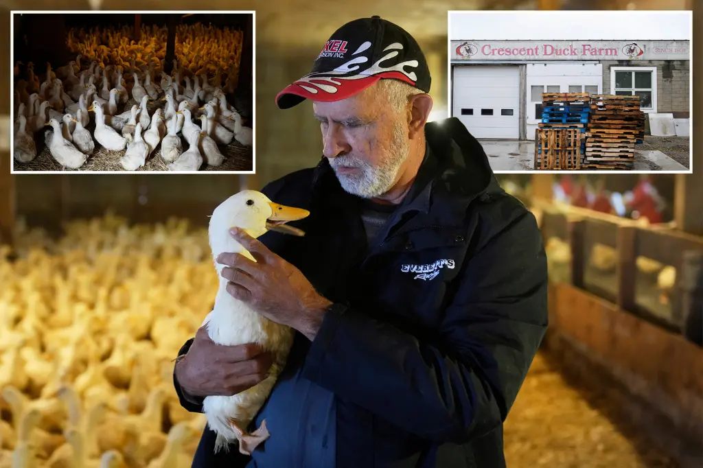 Ducks Return to Long Island Farm After Bird Flu Loss