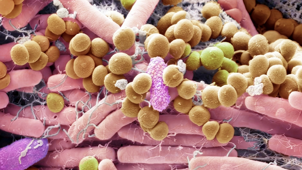 Featured image for Hidden Inside You: The Impact of Internal Fungi on Health