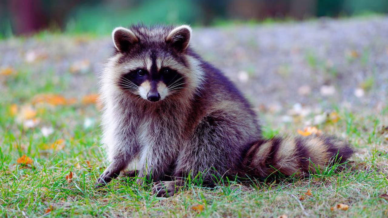 Featured image for Rabid Raccoon Discovered in New Jersey Backyard