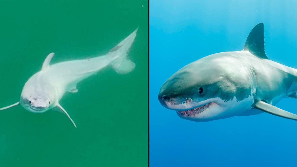 Featured image for "Unveiling the World's First Live Newborn Great White Shark: Rare Footage and Photos"
