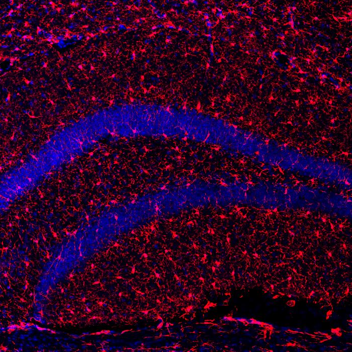 Innovative Protein Promises Longer, Healthier Lives