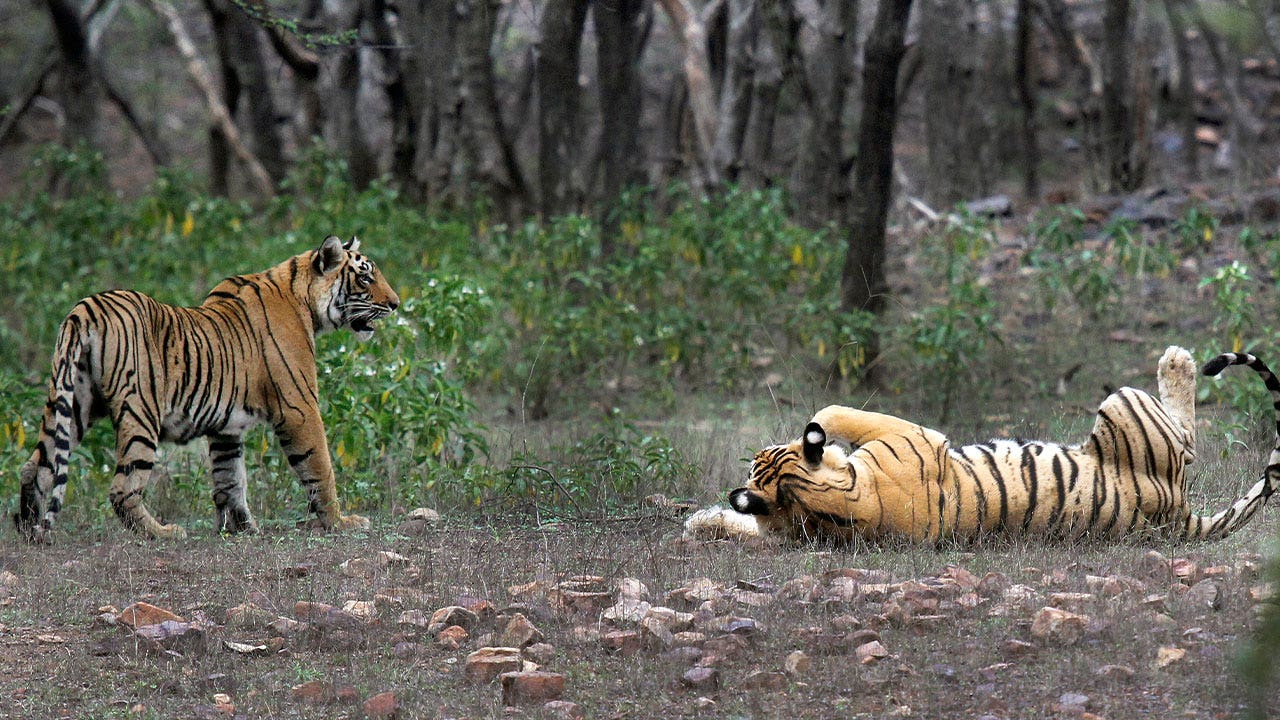 India's Tiger Population Rebounds, But at What Cost to Indigenous Groups?