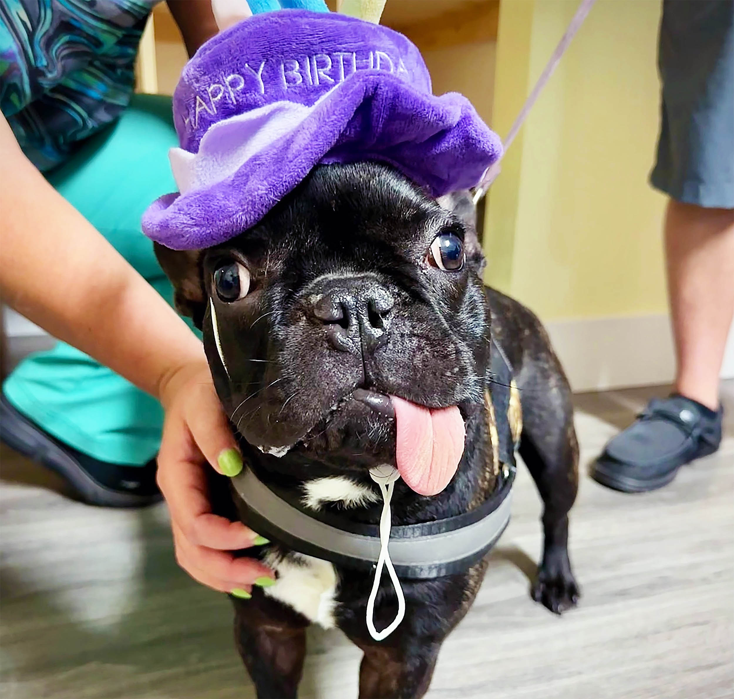 Featured image for French Bulldog Puppy Spontaneously Regrows Jaw After Cancer Surgery