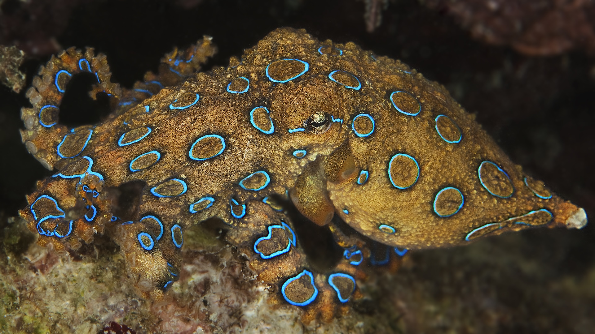 Featured image for The Deadly Secret of the Blue-Ringed Octopus