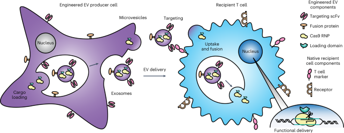 Featured image for "Enhancing Targeted Biologic Delivery to T Cells through Genetically Encoded Extracellular Vesicles"