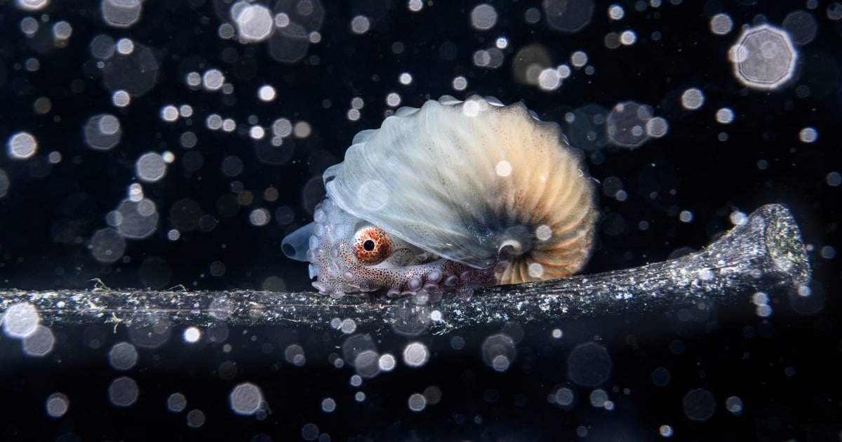 "Captivating Oceanic Moments: 2023's Award-Winning Photographers"