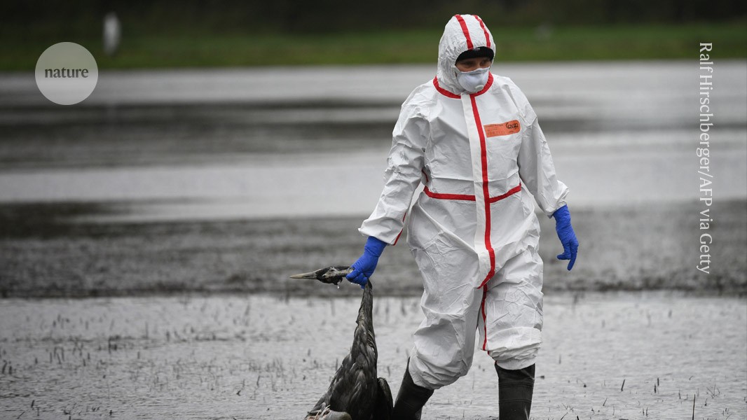 Featured image for Minor Bird Flu Strain Could Trigger Human Pandemic