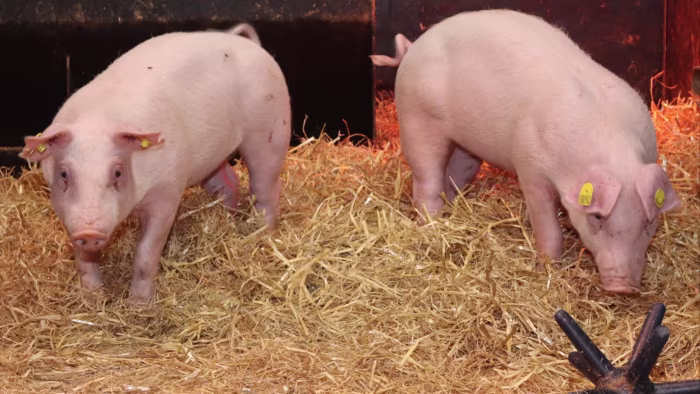 Featured image for Gene-edited pigs developed to resist swine fever