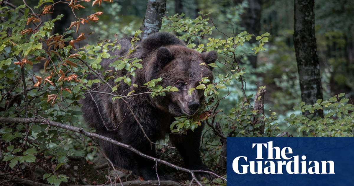 Featured image for Italian Forestry Police Face Backlash for Killing "Dangerous" Alpine Brown Bear
