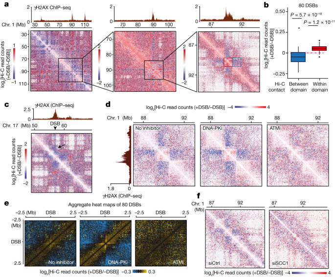 Unraveling the Impact of Chromatin Compartmentalization on DNA Damage Response
