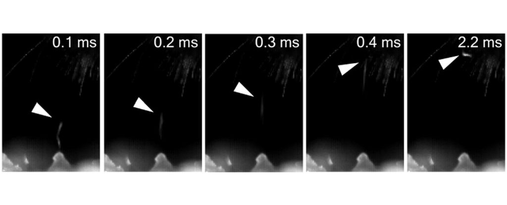 Featured image for Electricity-riding worms hitchhike on bees