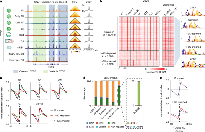 Featured image for Chromatin Structure and Hypertranscription in Embryo Development