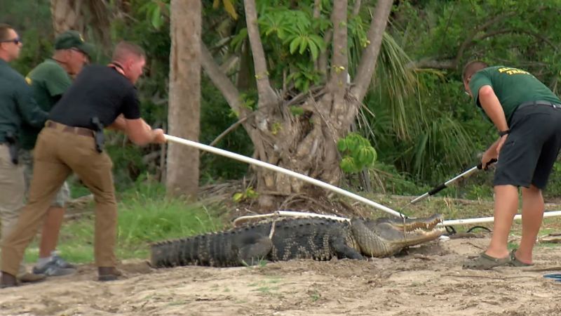Featured image for Florida Man Loses Arm in Alligator and Shark Attacks