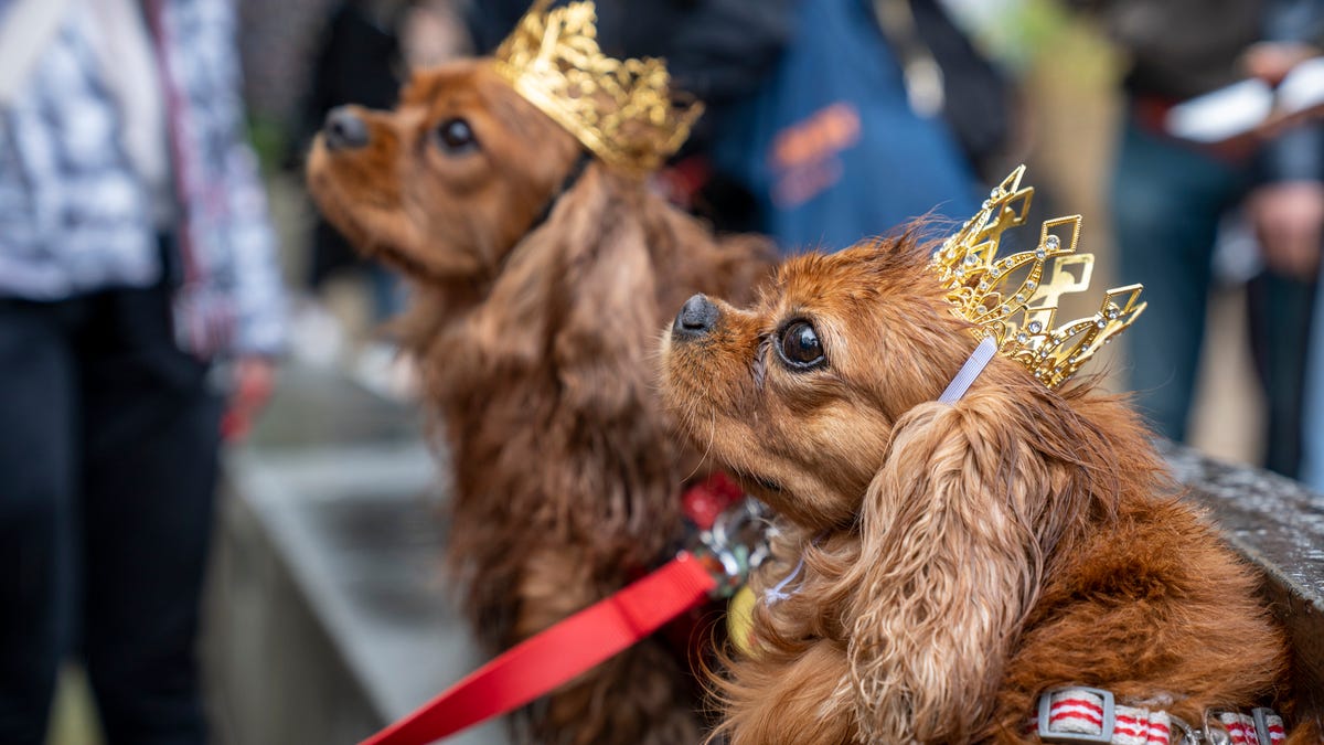 Canine Craze at King Charles III's Coronation