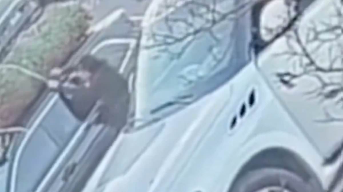 Featured image for Christmas Tree Theft: Real-life Grinch Strikes in San Mateo