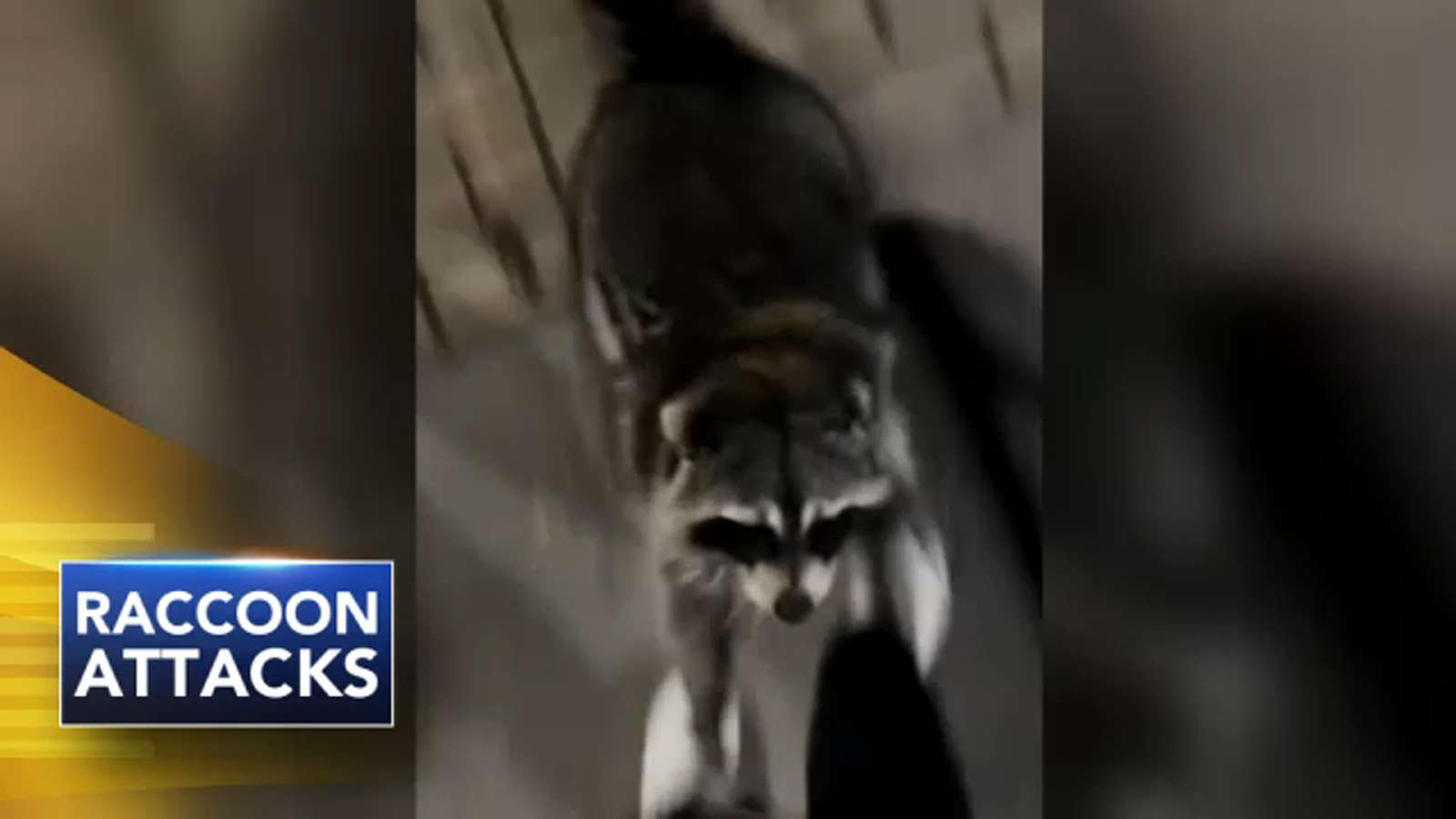 Rabies Alert: Princeton University and Town Residents Face Raccoon Attacks