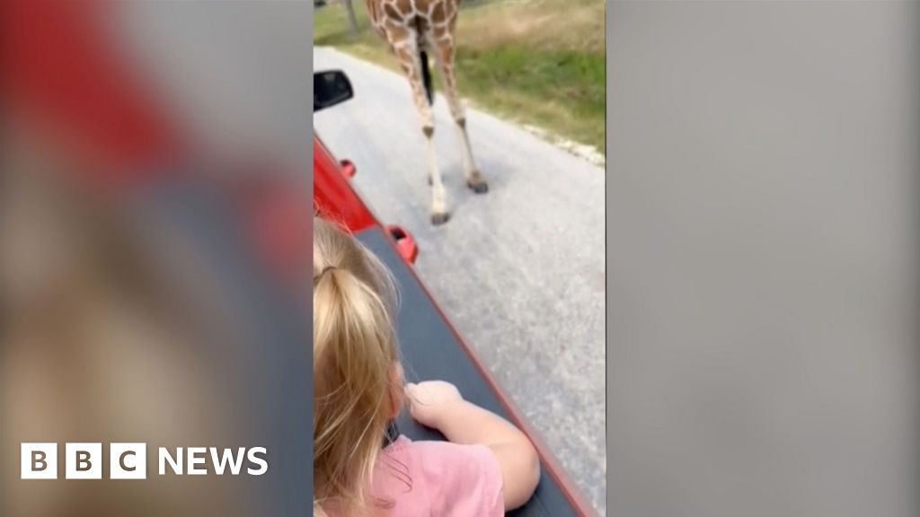 Giraffe Lifts Toddler from Truck at Texas Wildlife Park