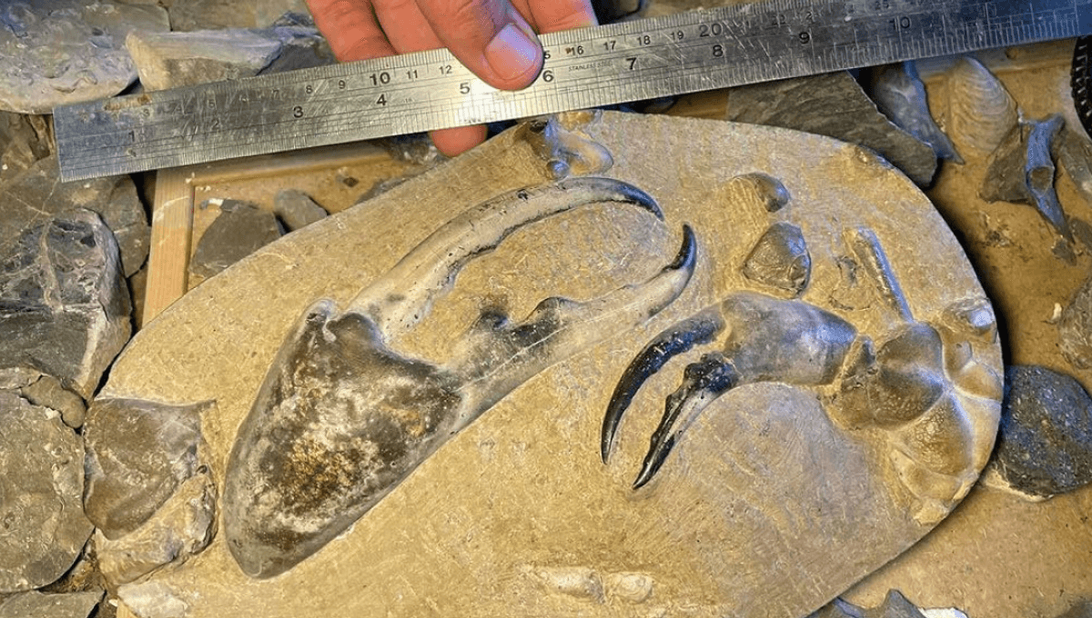 "8 Million-Year-Old Giant Fossil Crab Claw Unearthed"