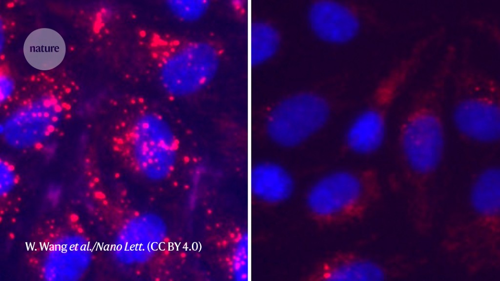 Featured image for "Unveiling the Robust Shield: How DNA Origami Fortifies Cells"