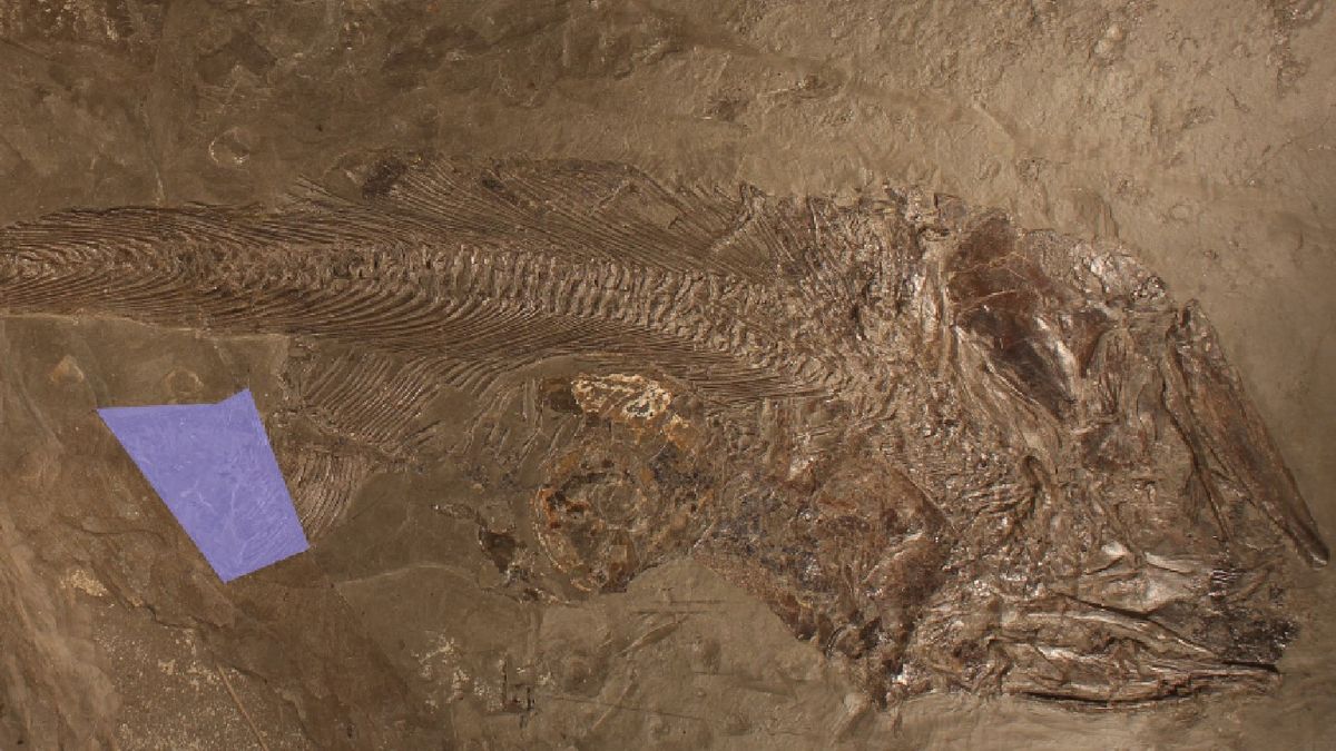 Featured image for Ancient Fish Choked on Enormous Meal, Fossil Suggests