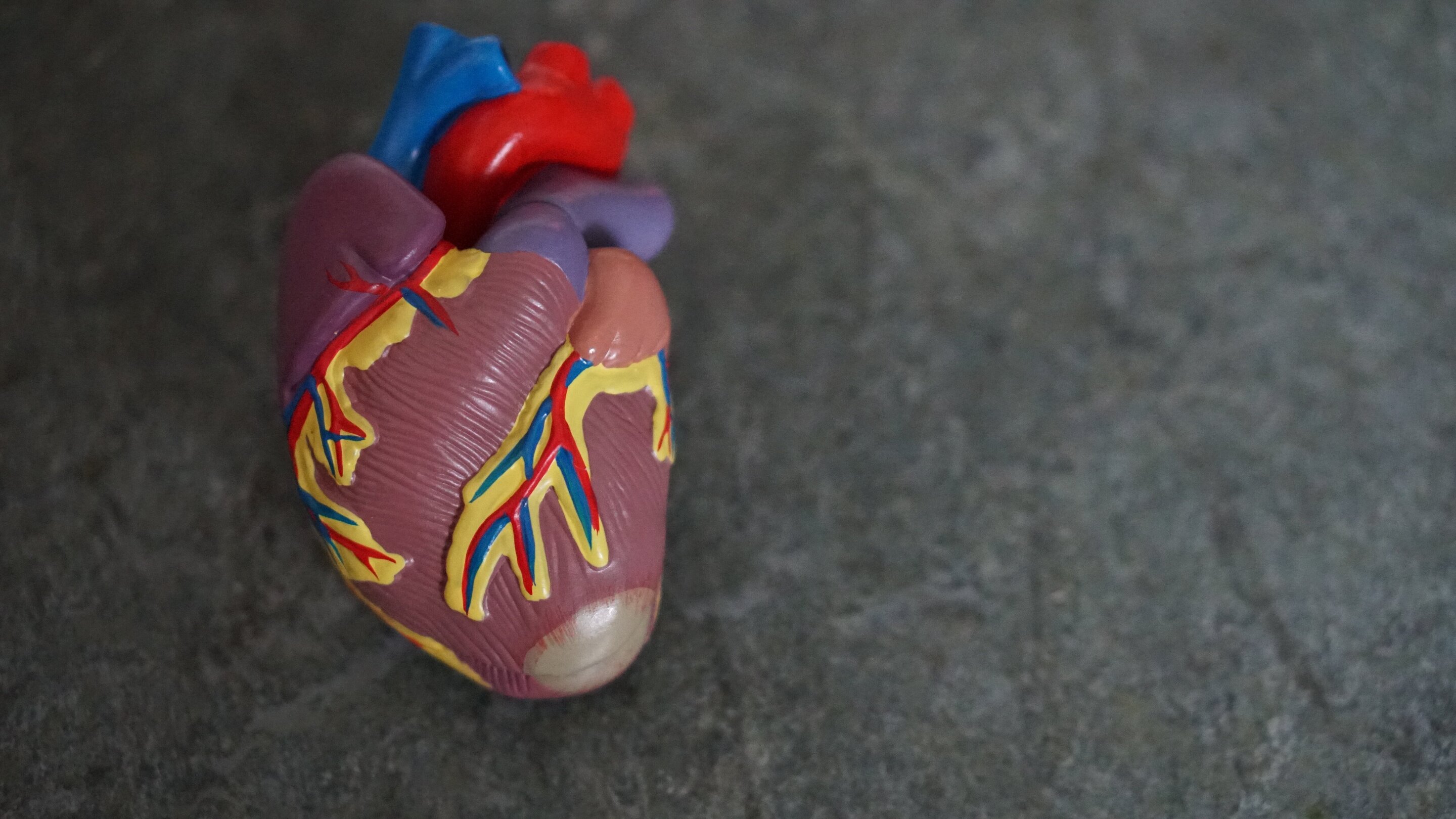 "Promising Outlook: Researchers Optimistic about Cardiac Regeneration"