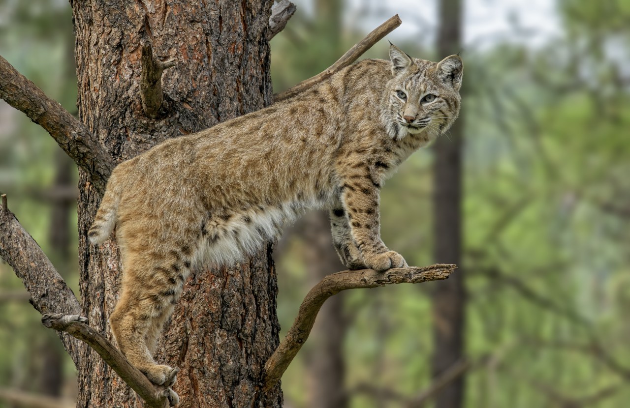 Featured image for "Rabid Bobcats Found in New Mexico Counties"