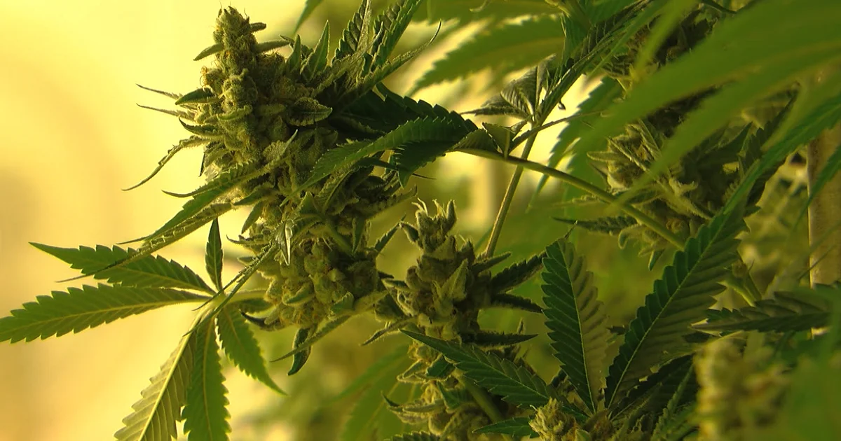 Colorado Cannabis Firms Removed Amid Liver Injury Reports