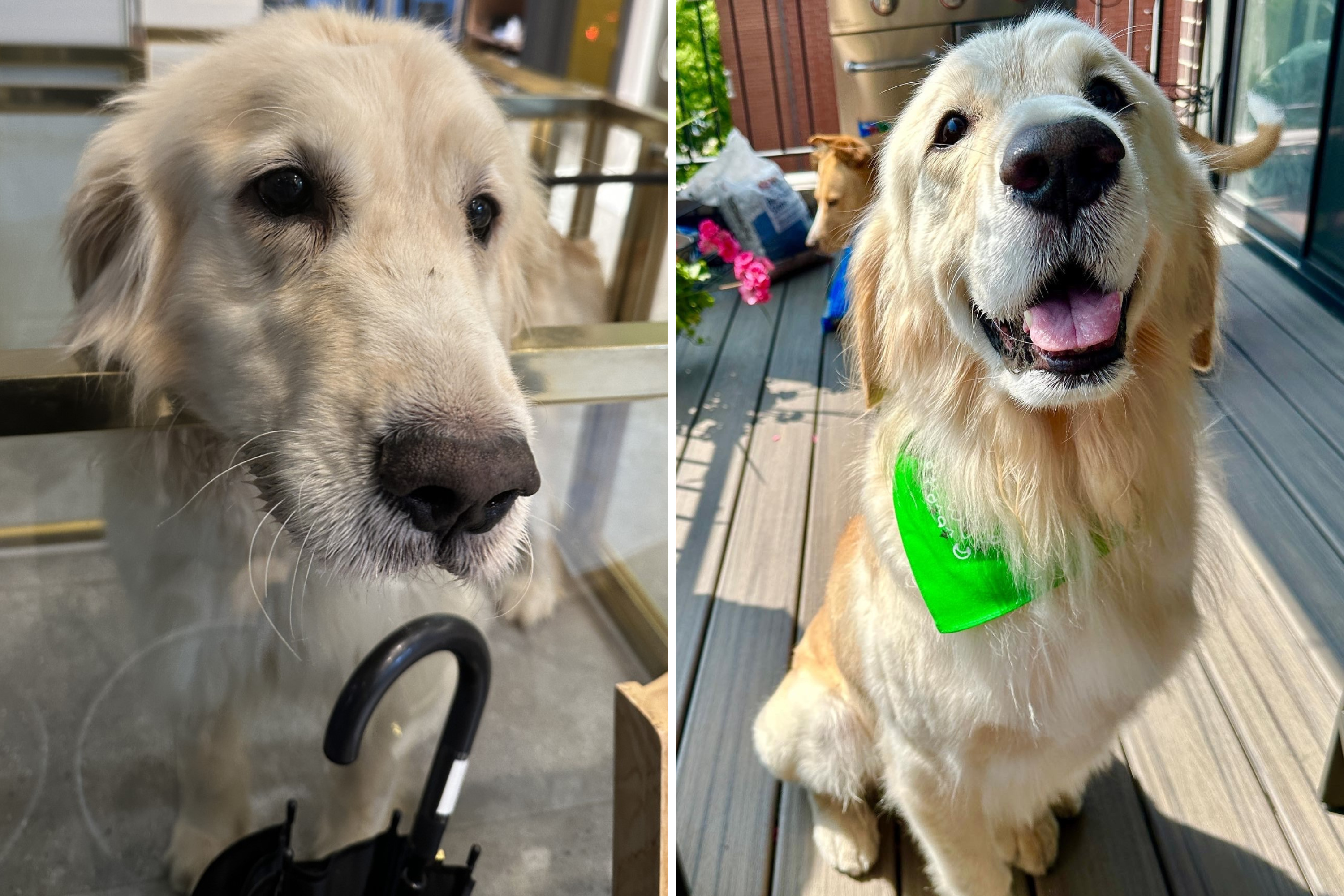Featured image for From Broken to Beautiful: The Incredible Transformation of a Rescued Golden Retriever