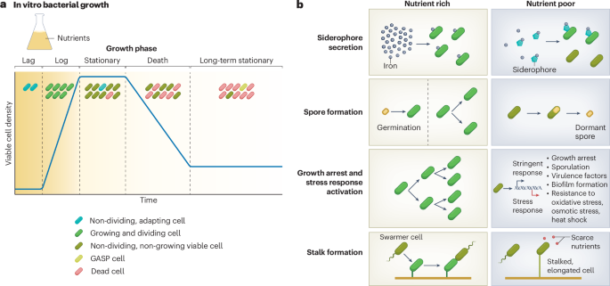 Featured image for Effects of Nutrient Starvation on Gut Microbiome