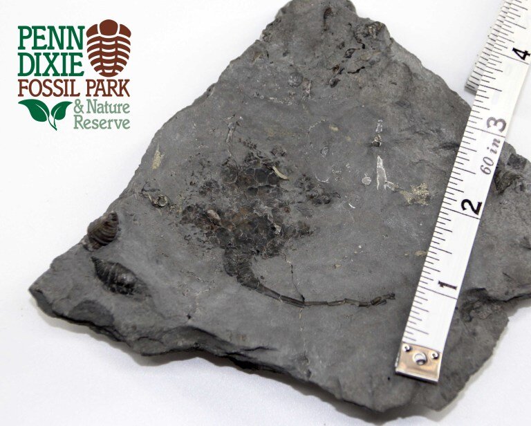 Rare Devonian Carpoid Fossil Unearthed by Researchers