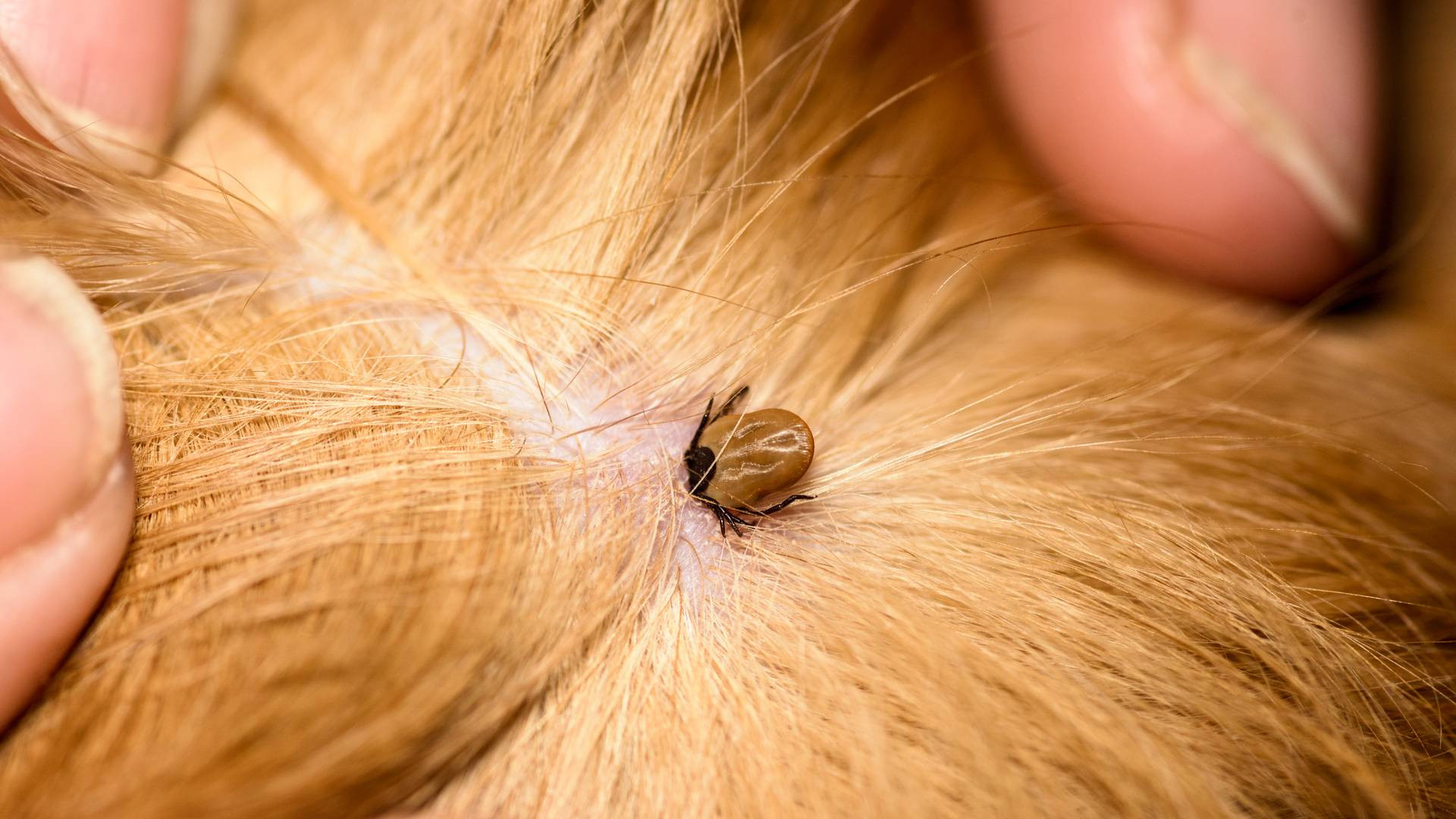 Ohio's Deadly Tick Invasion: Cows Fall Victim to Bloodthirsty Parasite