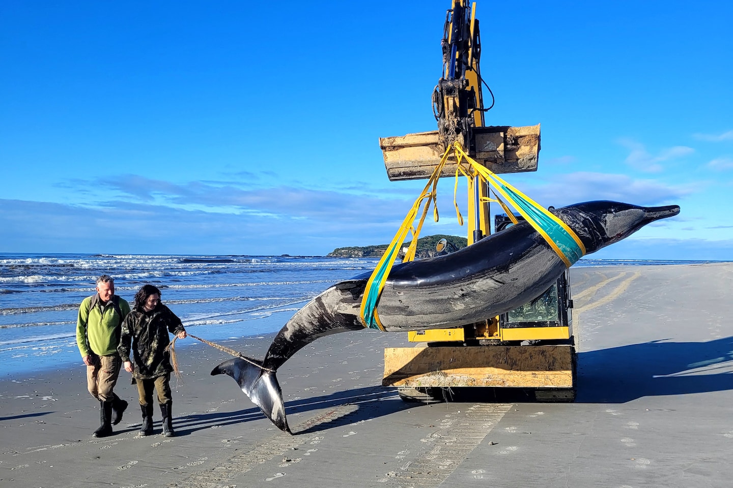 Featured image for World's Rarest Whale Washes Ashore in New Zealand