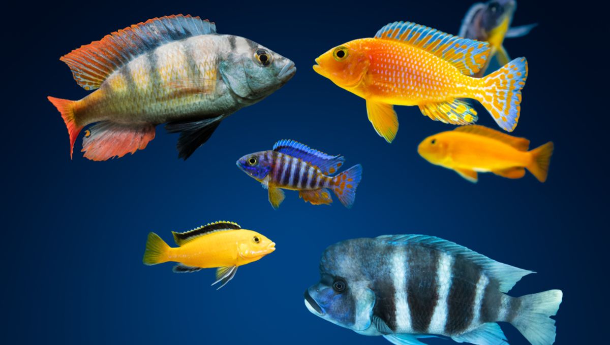 Featured image for "Hybridization Drives Rapid Evolution of 500+ Fish Species in Single Lake"