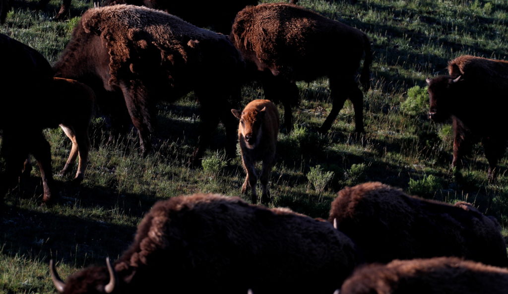 Yellowstone bison calf euthanized due to human interference.
