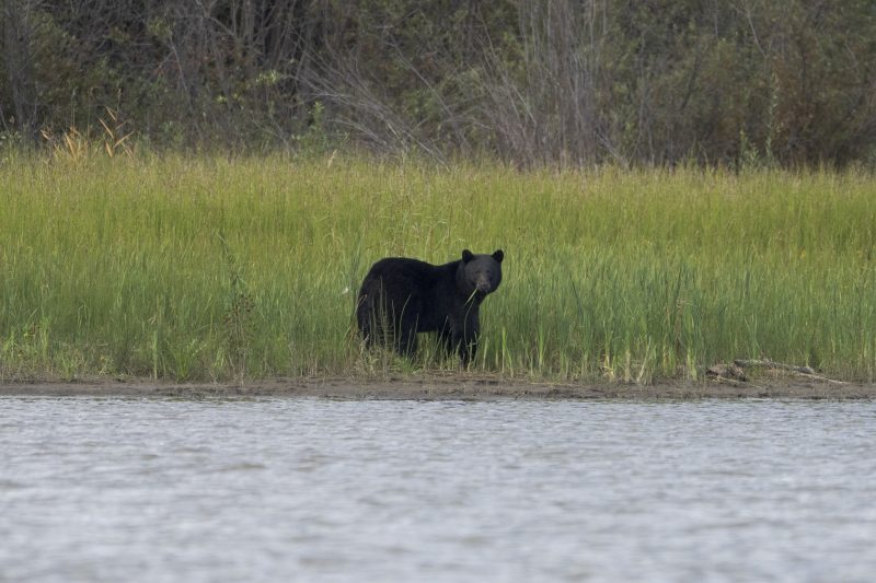 Featured image for Bear Meat Causes Rare Worm Infection in U.S. Family