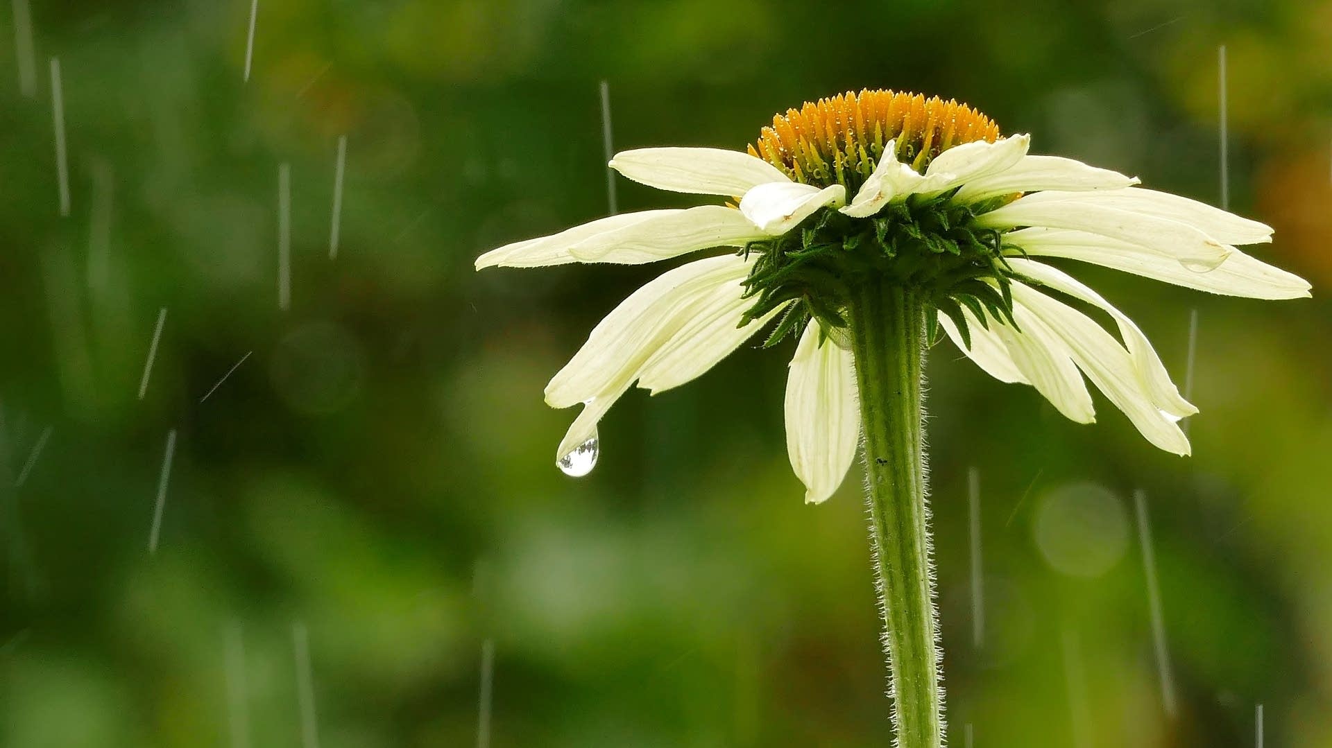 Father's Day Forecast: Spotty Showers and Storms Possible
