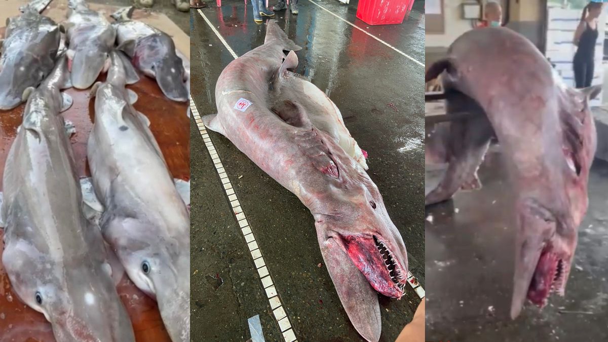Featured image for Massive Pregnant Goblin Shark Caught with Six Pups in Taiwan Waters