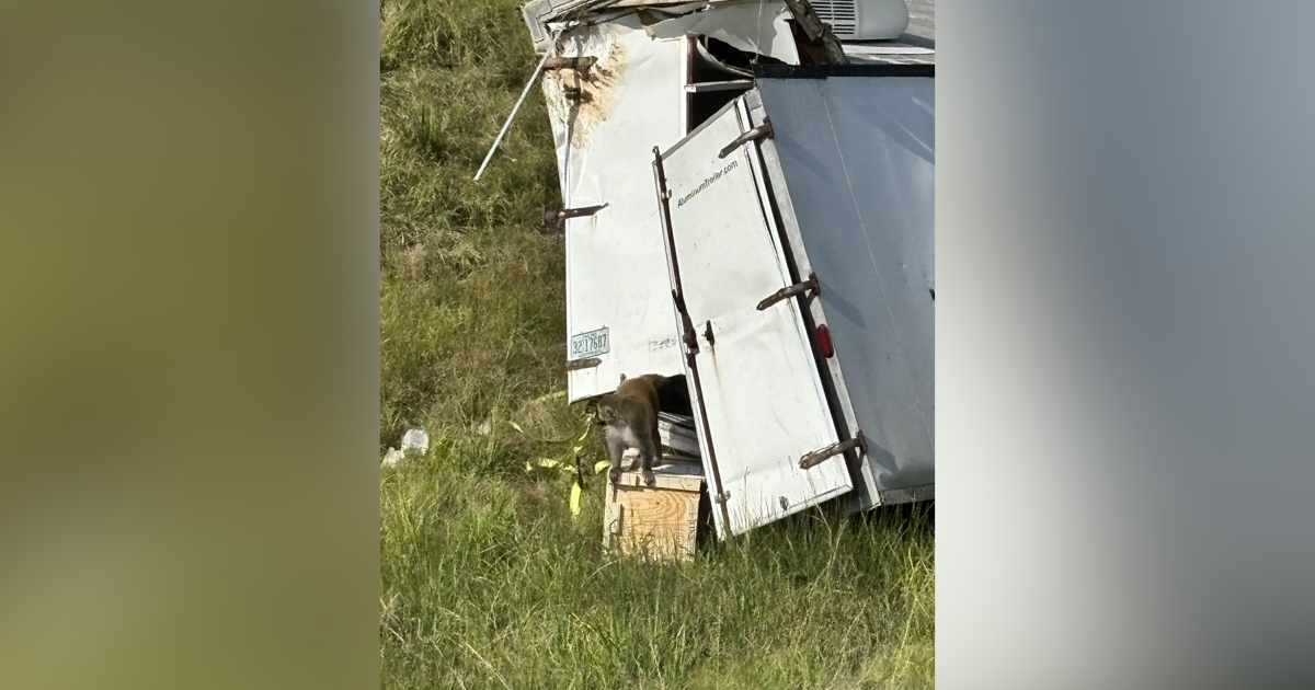 Featured image for Mississippi Monkeys Escape and Cause Confusion Despite No Disease Risk