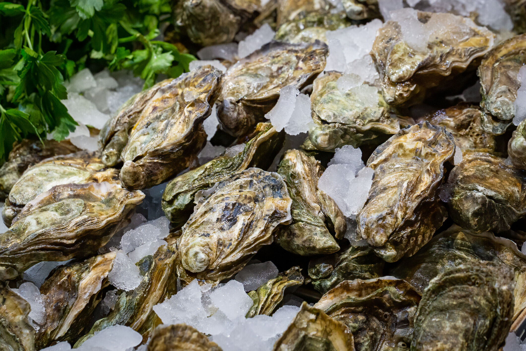 Featured image for Multi-State Salmonella Outbreak Linked to Raw Oysters Sickens 64