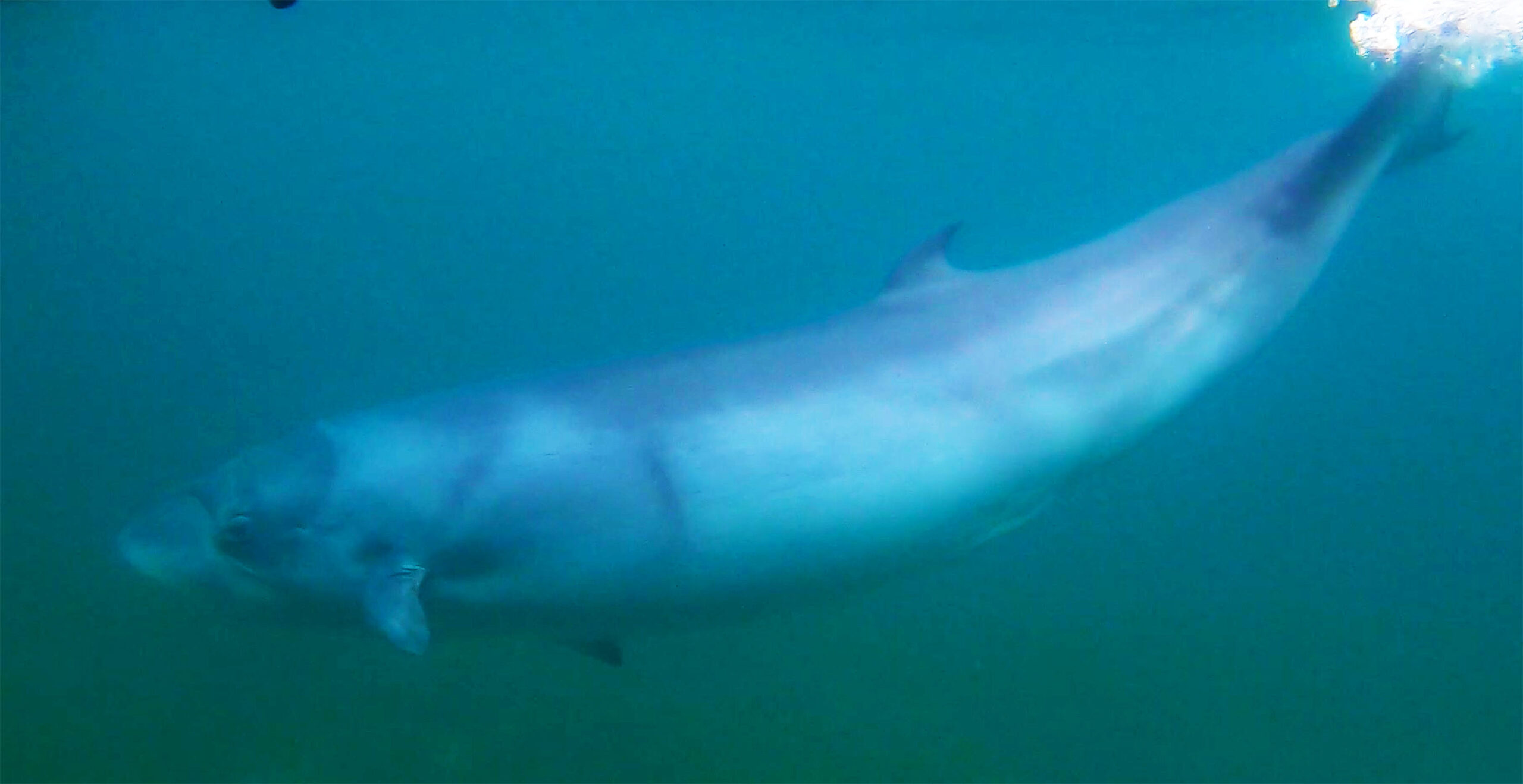 Featured image for Unveiling the Mystery: Pygmy Right Whales' Feeding Habits Revealed